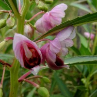 Hydrocera triflora (L.) Wight & Arn.